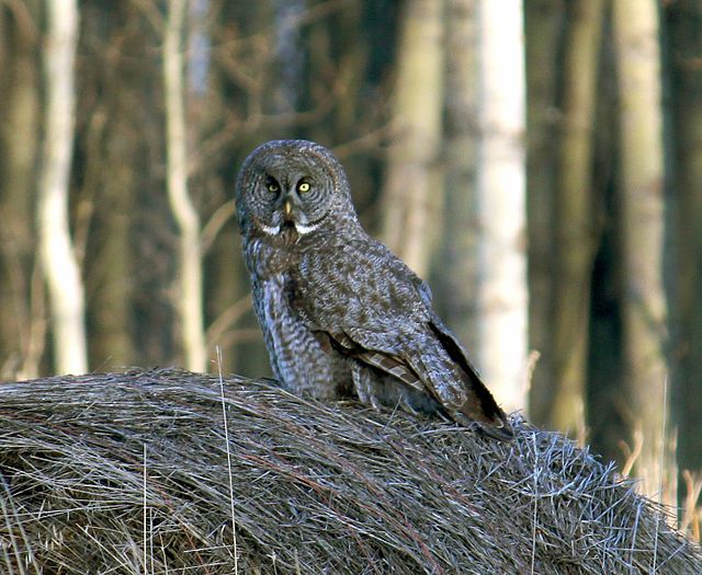 Great Grey Owls are like little owls in big owl clothing.