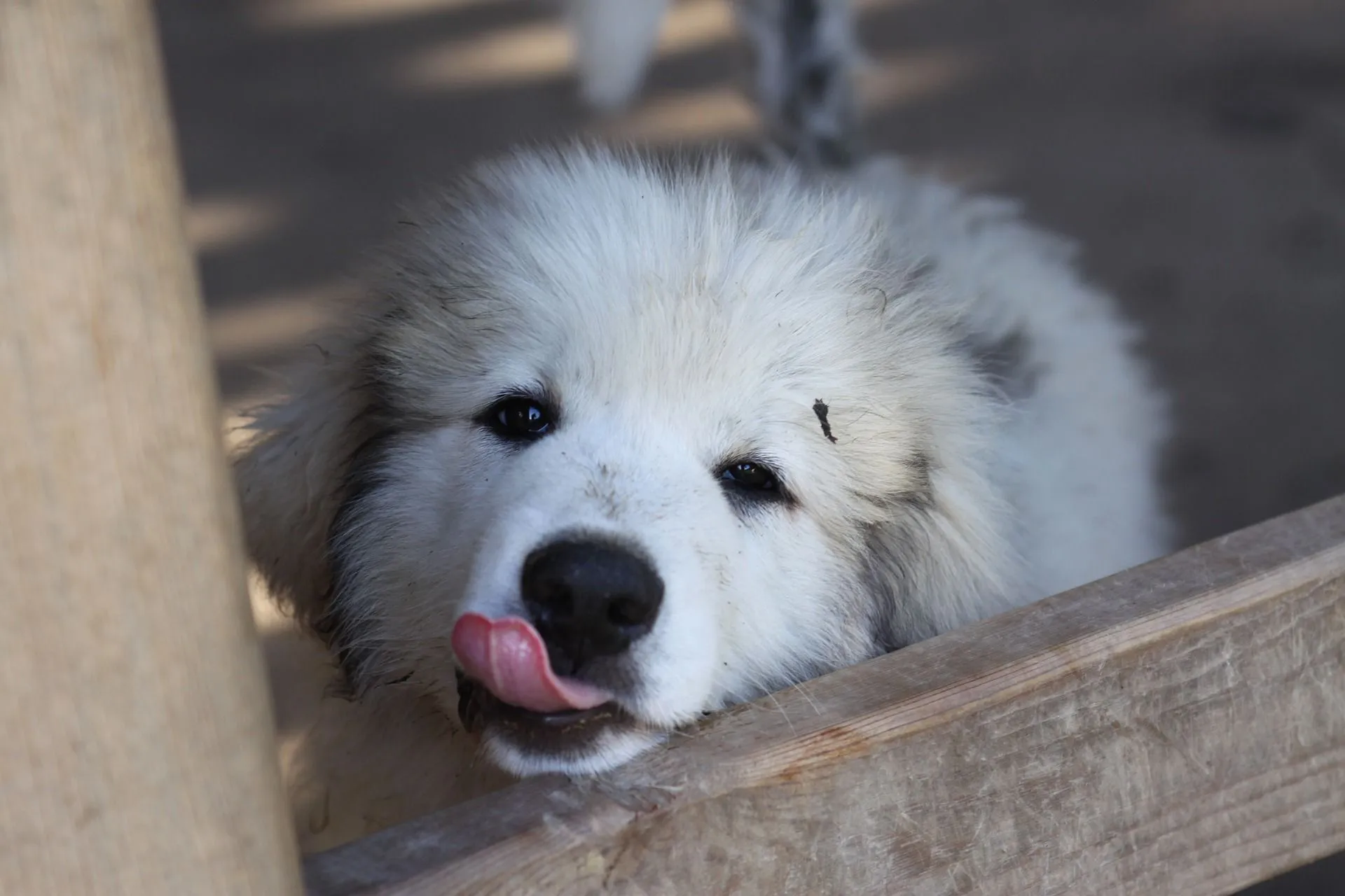 how long do pyrenean mastiffs live