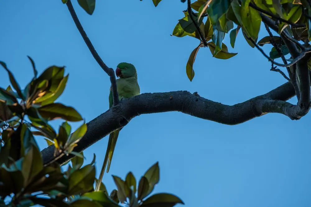 Great-billed parrot facts are amazing and educational.