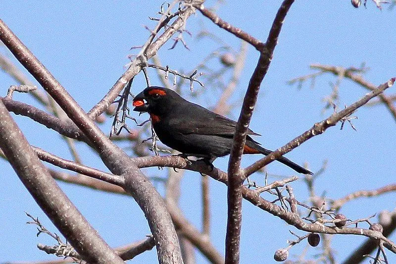 Greater Antillean bullfinch facts are about a bird with diverse habitats.