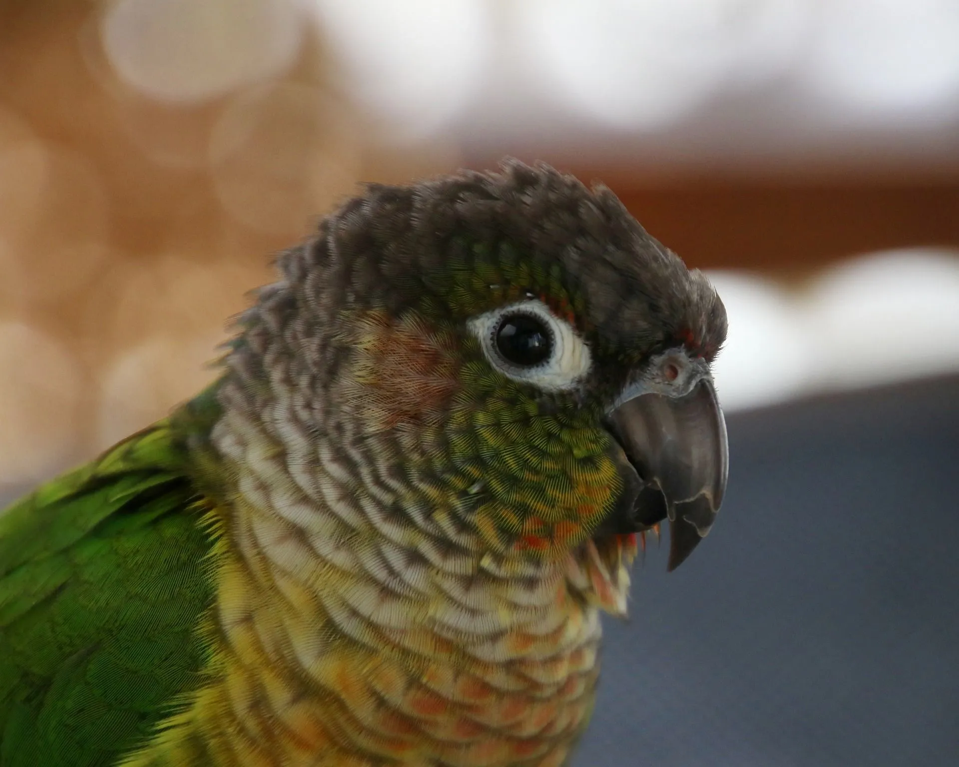 Green Cheek Conure Lifespan: Lengthening The Life Of Your ...