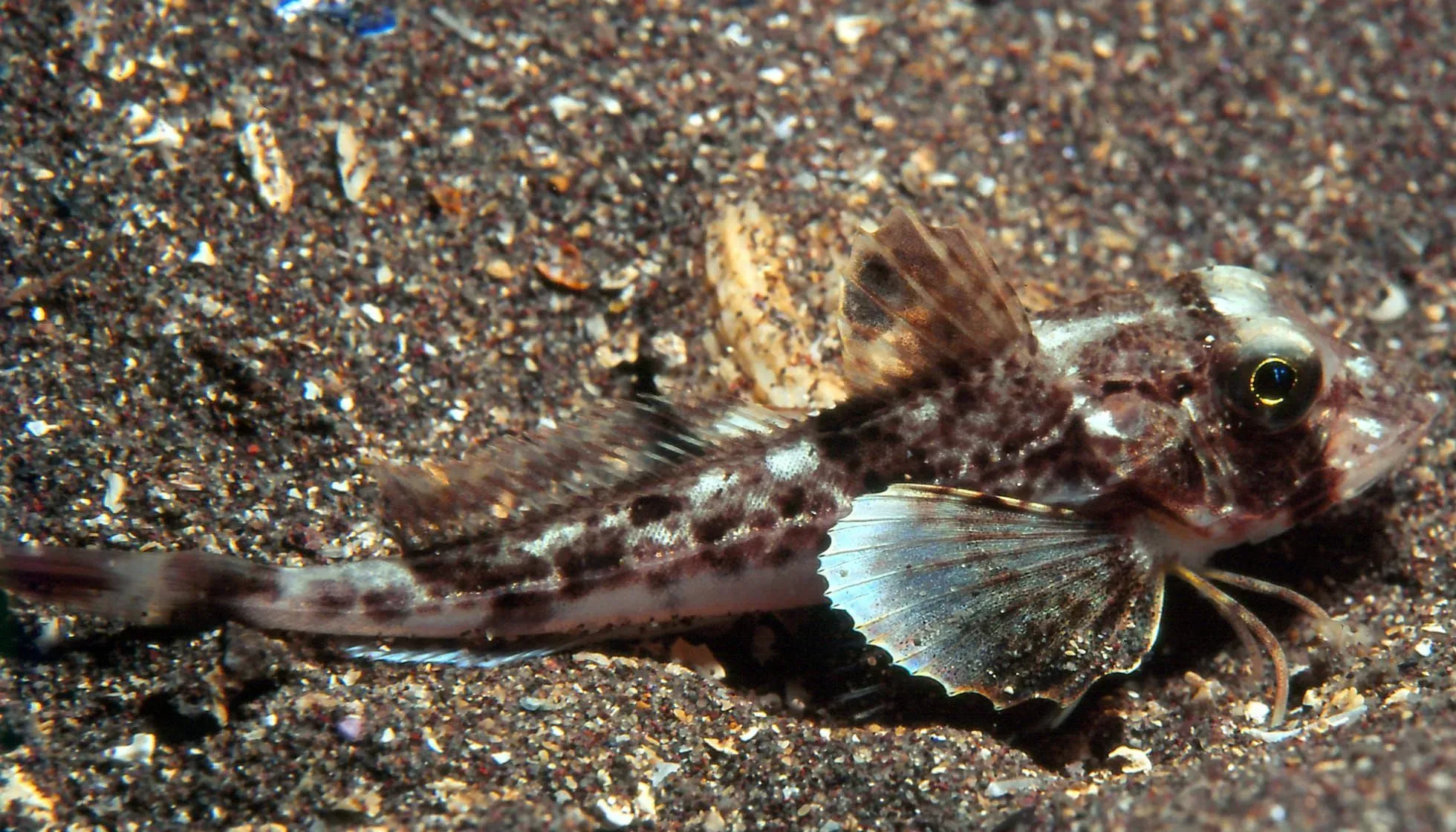 Grey Gurnard walks across sea bed with its adapted fin providing fingers to probe sea bed for food