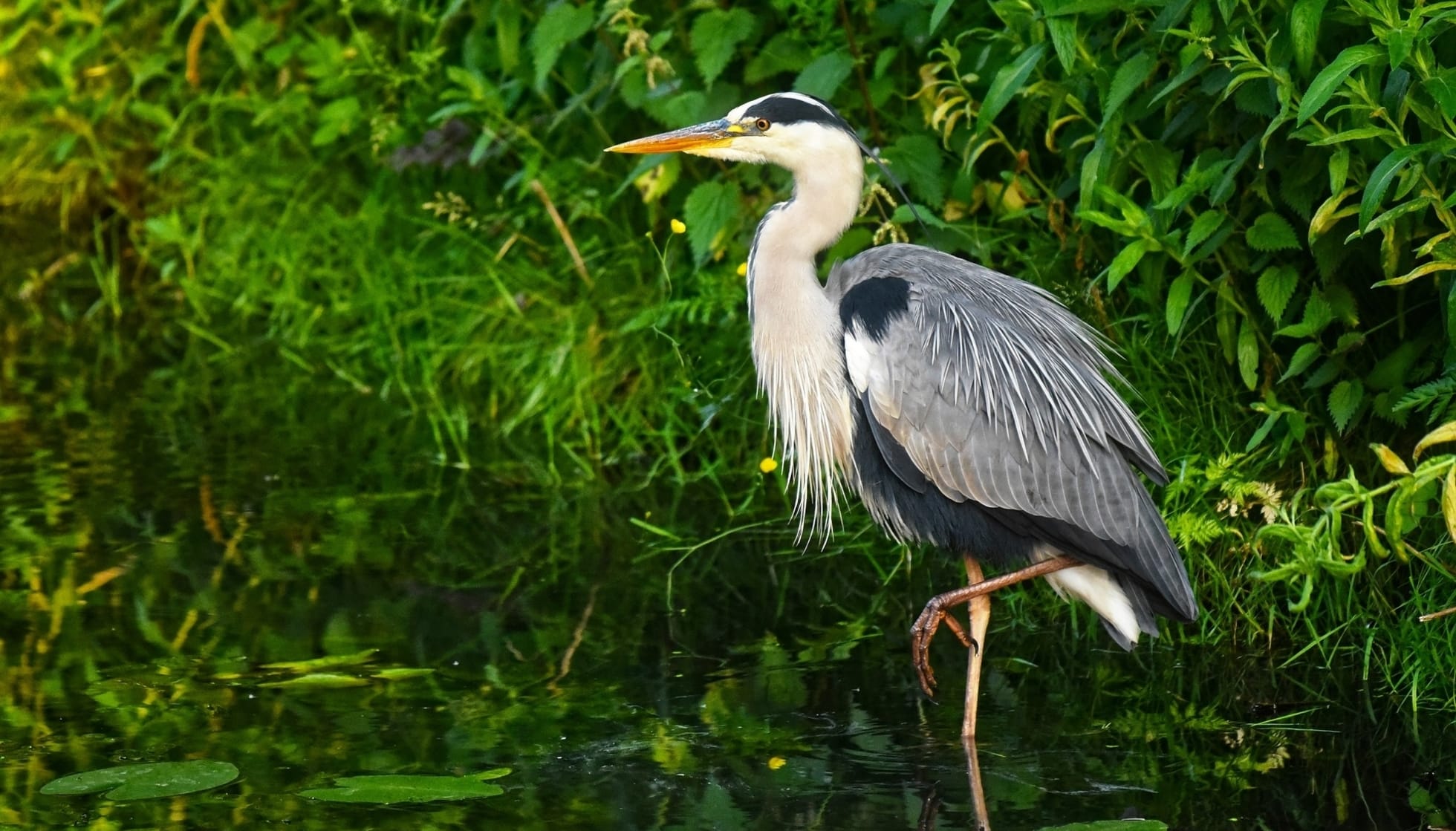 Here are some grey heron facts that kids will find interesting.