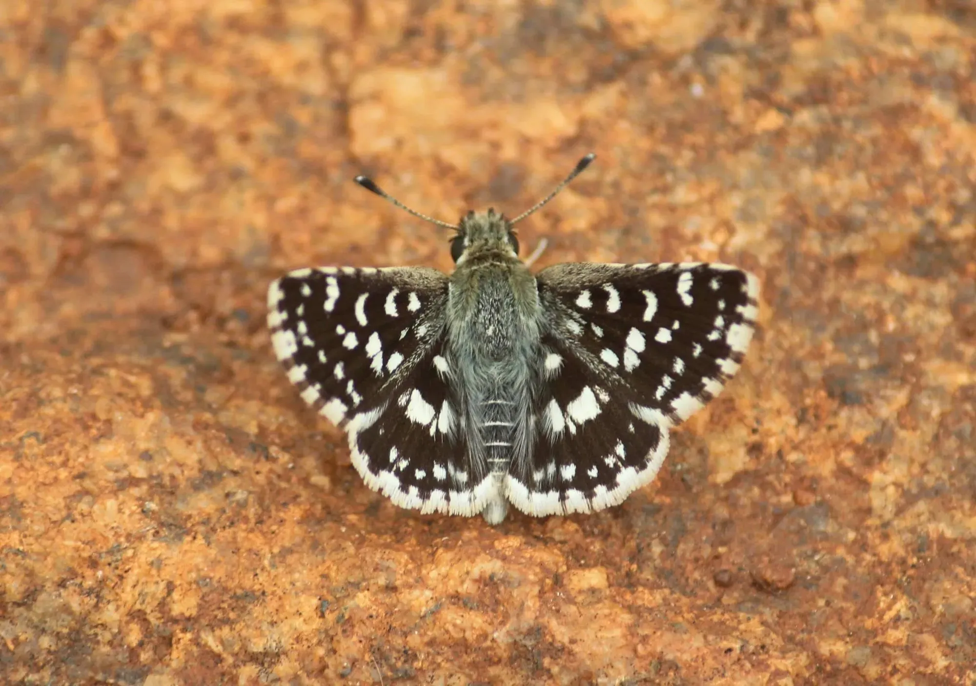 Grizzled skipper facts are about small brown-black butterflies.