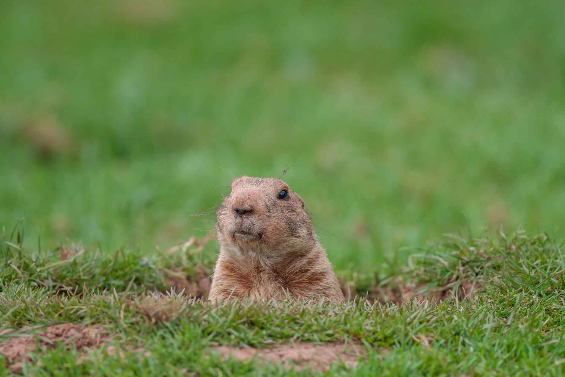 Burrowing Animals: Fascinating Facts On Hole Gophers For Kids | Kidadl