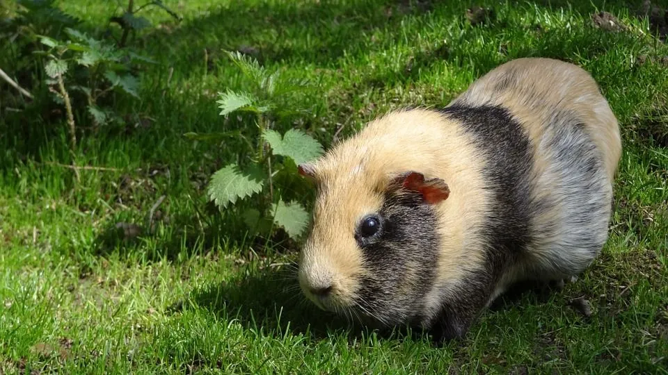 Guinea pigs can also be fed Brussels sprout stalks!