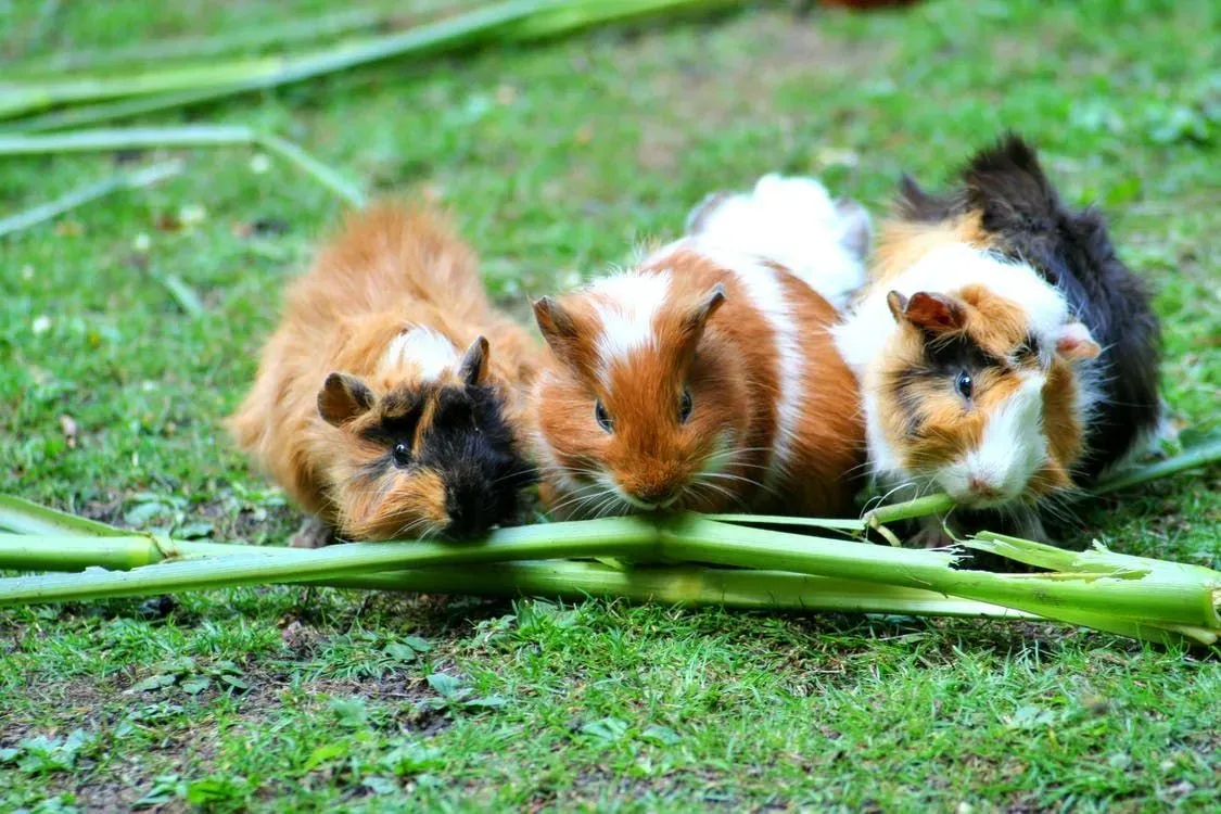Guinea pigs facts include can guinea pigs eat asparagus and what other things can a guinea pig eat?