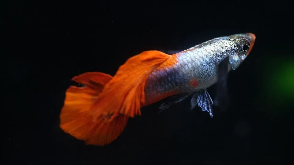Guppy fish have also been nicknamed million fish due to their ability to produce numerous offspring at one time! Know about guppy temperature in this article.