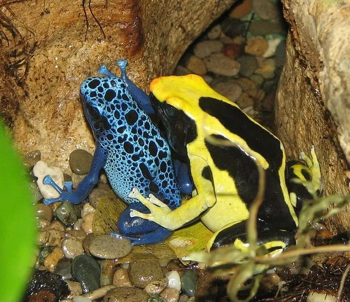 Habitat loss due to pollution of wetlands has resulted in decline in phantasmal poison frog populations.