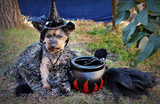 Most pet parents are looking for a great Halloween dog name for their fur baby.
