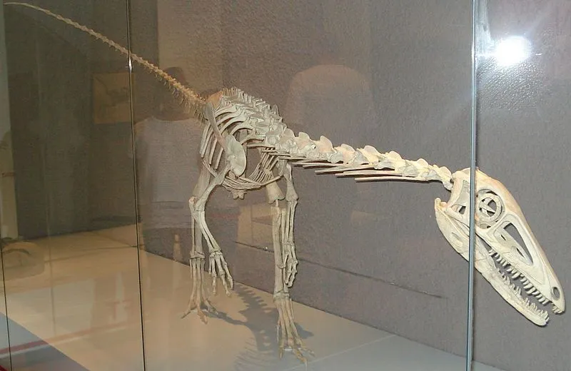 Halticosaurus is a dinosaur of the late Triassic period.