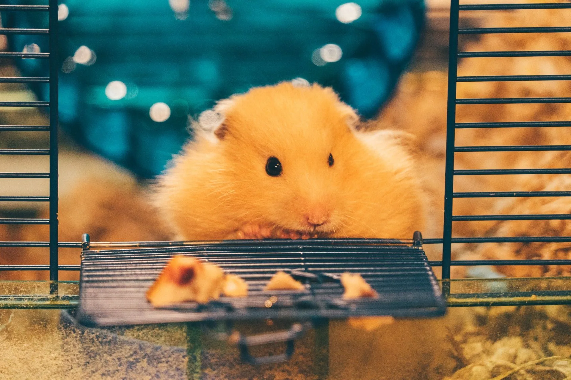 The first thing to do on National Hamster Day is to spend some quality time with your pet.