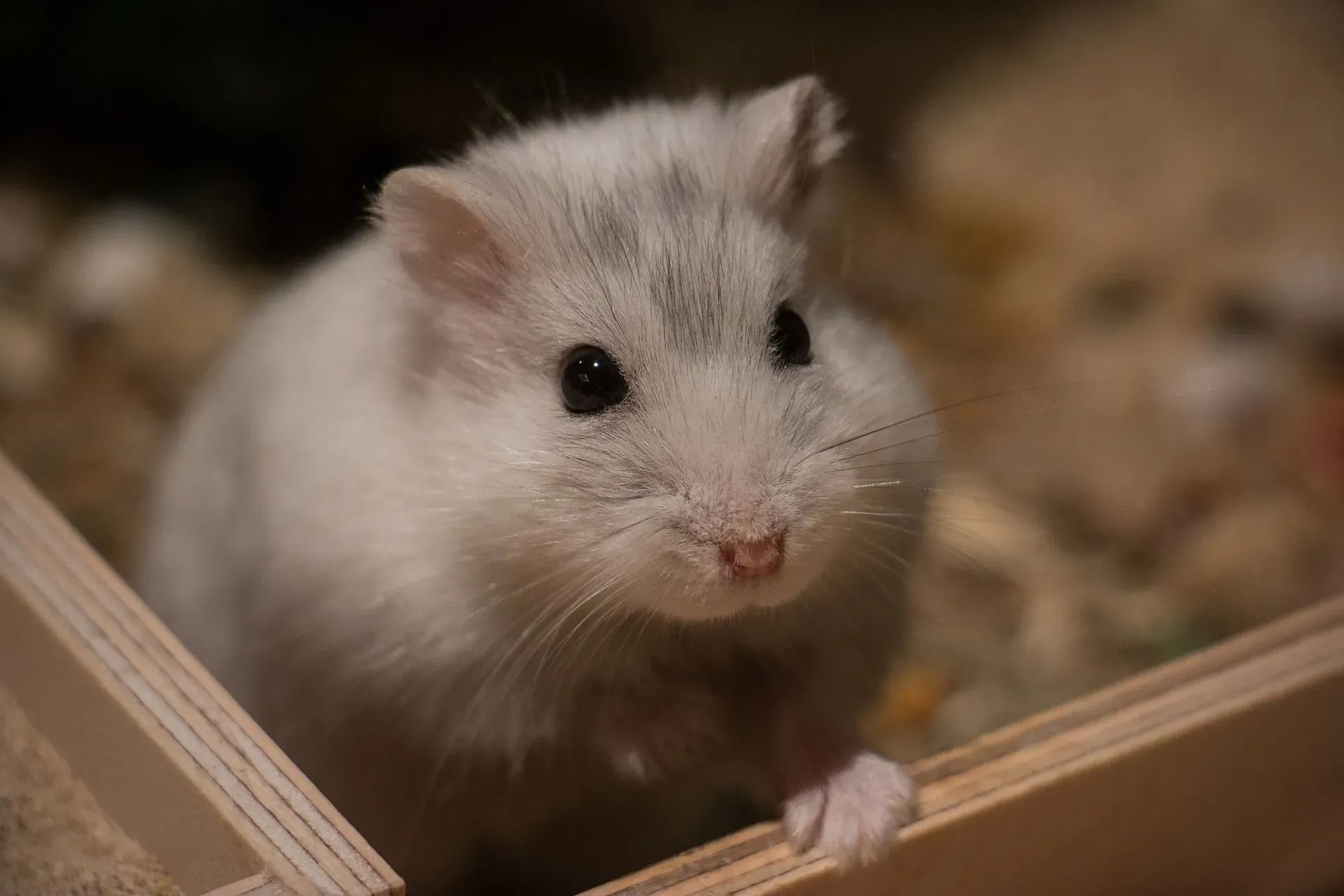 Pet parents must search for information on why hamsters scream.