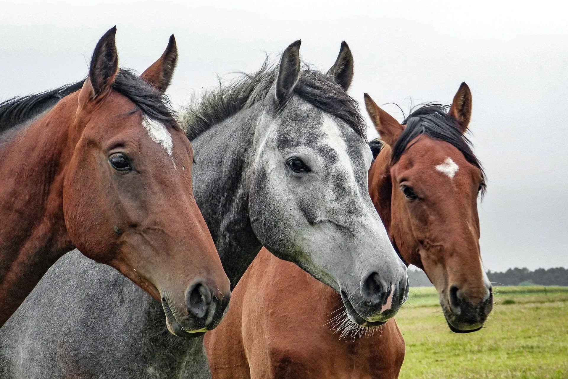 paarden zijn een van de krachtigste sociale dieren.