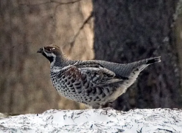 The hazel grouse have a shorter crest, also the throat of the female is white that enables distinguishing them easily.