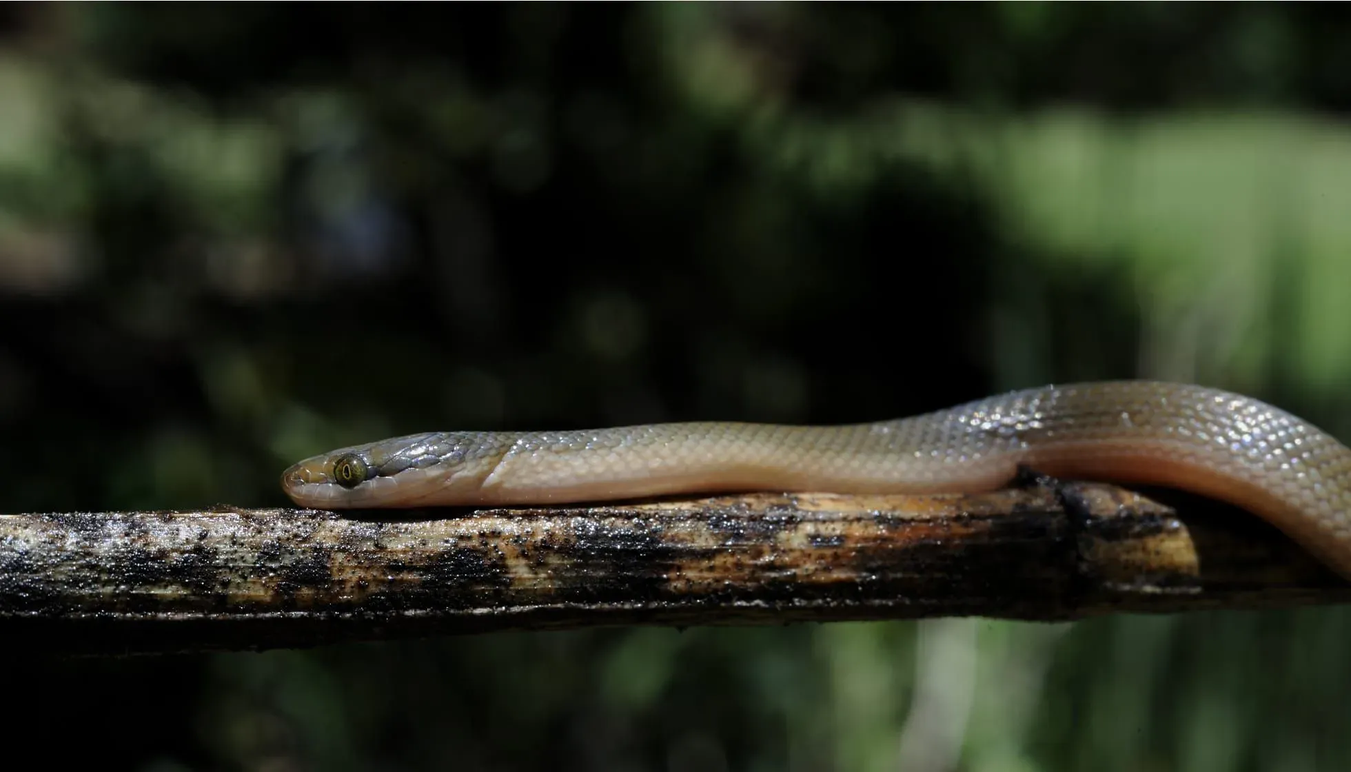 RED LIPPED HERALD SNAKE