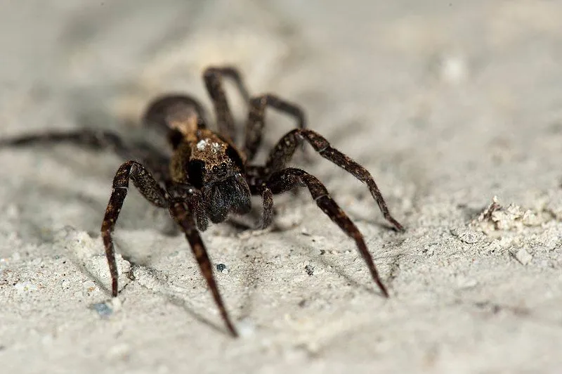 Here are some false wolf spider facts that will surely surprise you.