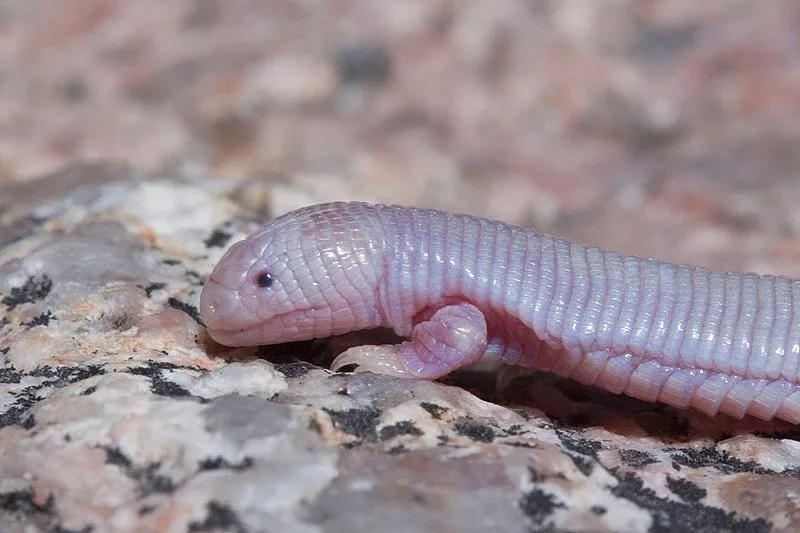 Here are some great Mexican mole lizard facts that you are sure to love!