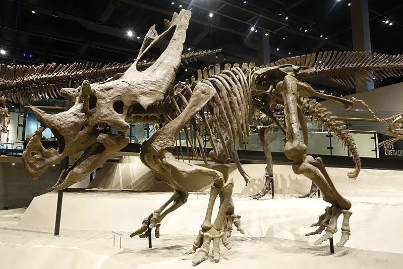 Here are some great Utahceratops facts that will leave you amazed!