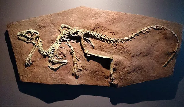 The Heterodontosaurus had short forelimbs, long hind legs, and a long and flexible tail.