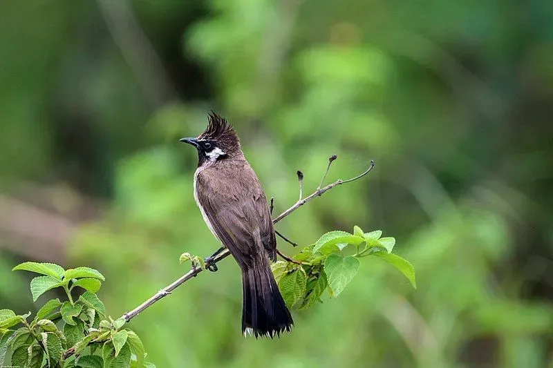 Himalayan bulbul flight is agile enough to catch their prey mid-air.