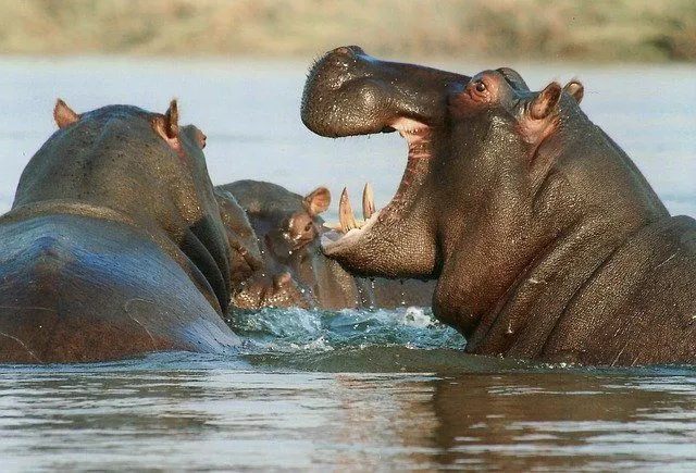 The weight of the dangerous hippo makes it sink in the water rather than float. But the hippo still can run at a very fast pace in the water.