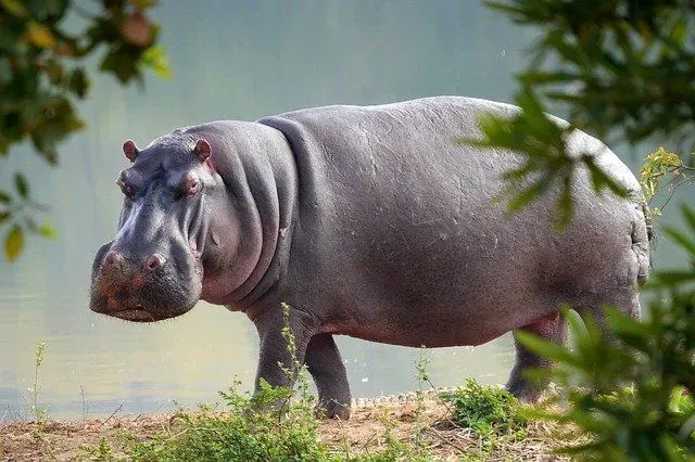 Hippos are big fluffy animals of the jungle, but are as ferocious as they don't seem to be. Know more about hippo speed here.