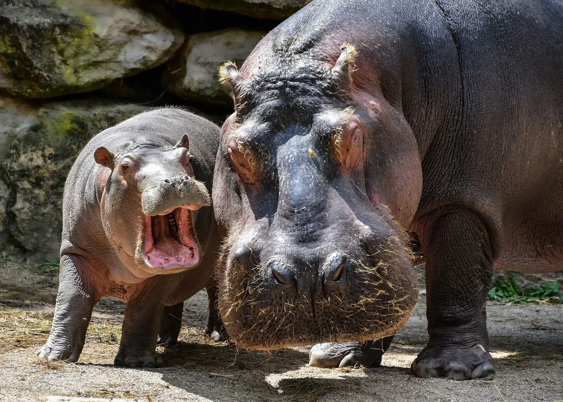 The naked skin of hippos makes them even more vulnerable to injures.