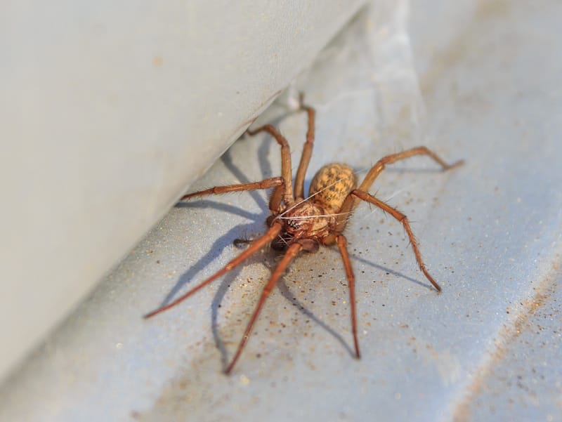 Hobo spider identification and facts.