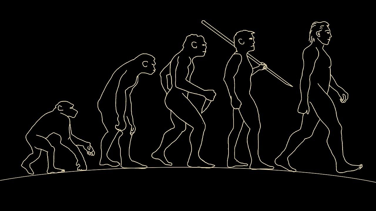 Homo Naledi display primitive characteristics of the modern Human species.