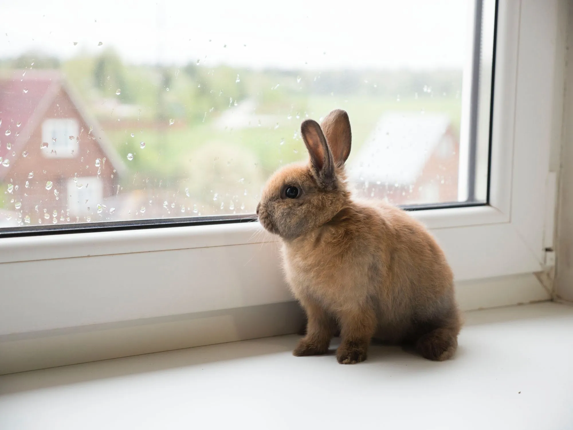 How Long Are Rabbits Pregnant For? Hop Over To Our Bunny Broadcast | Kidadl