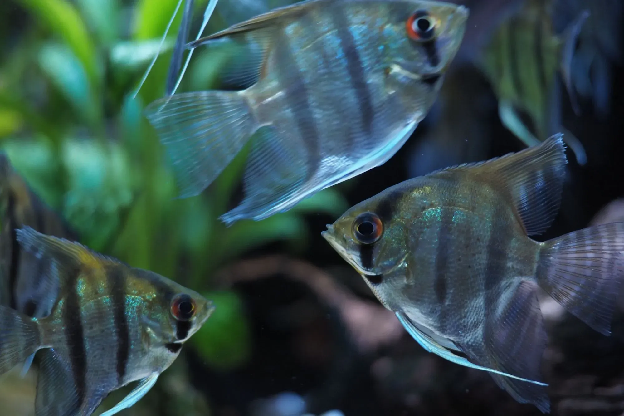 Find out more about these fish like how big do angelfish get?