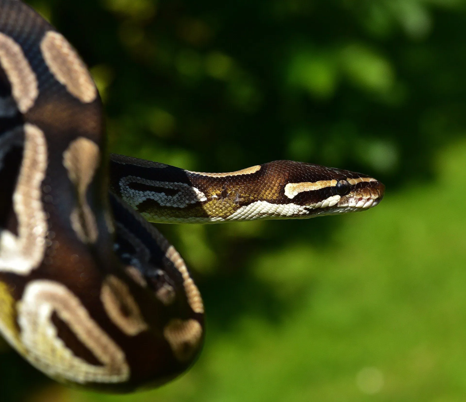 ball python habitat in the wild