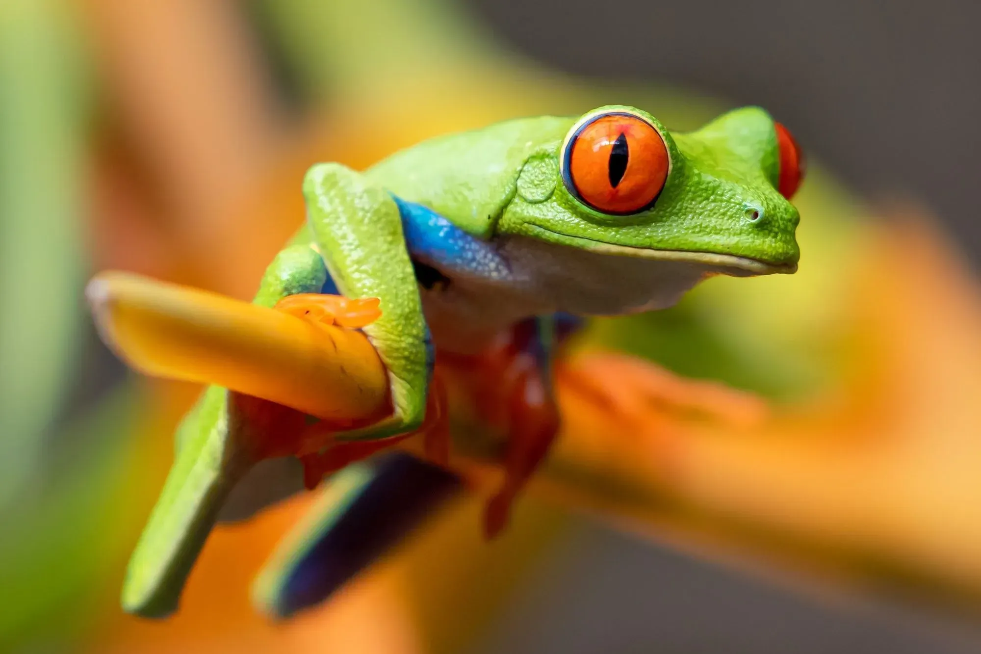 Learn more about how do amphibians breathe?