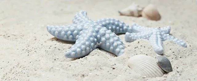 Discover how do starfish eat their food and many more fascinating facts about them!