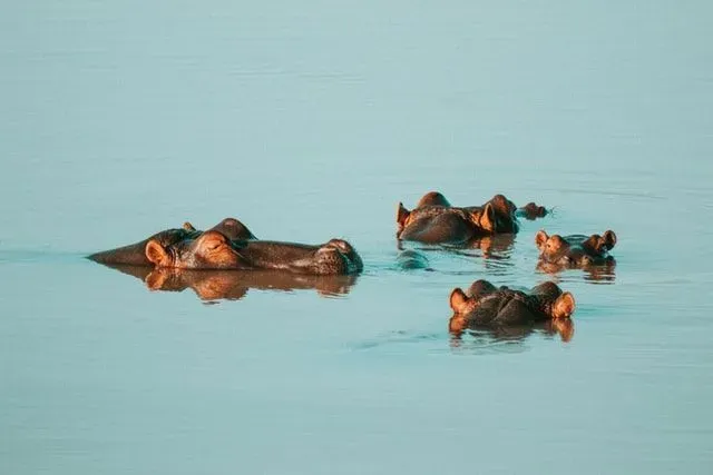 Amazing facts on how fast can a hippo swim and can hippos swim in deep water.