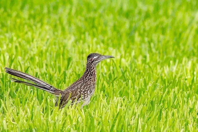 Amazing facts on how fast can a roadrunner run.