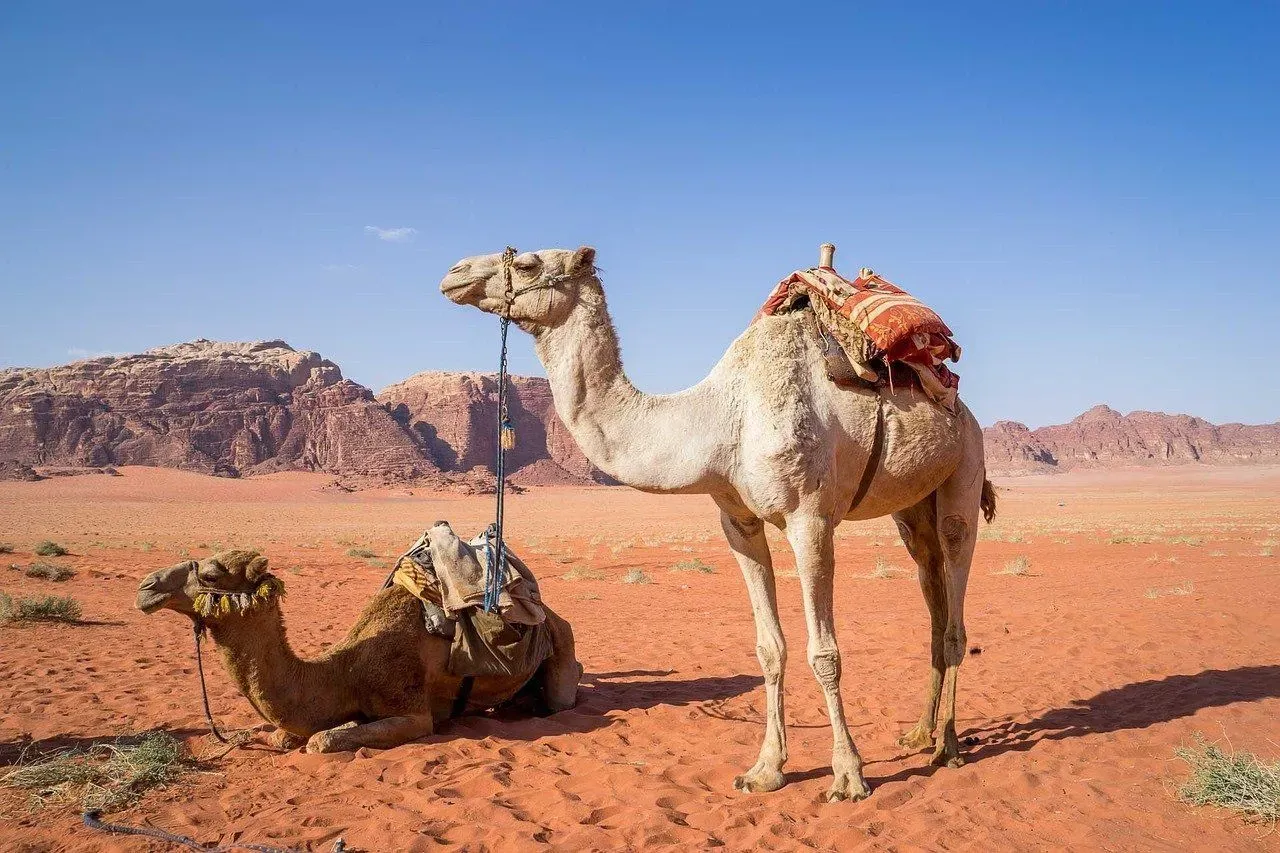 A camel's body has evolved to store water to cope well with the desert environment. They find themselves going weeks or even months without anything to consume.