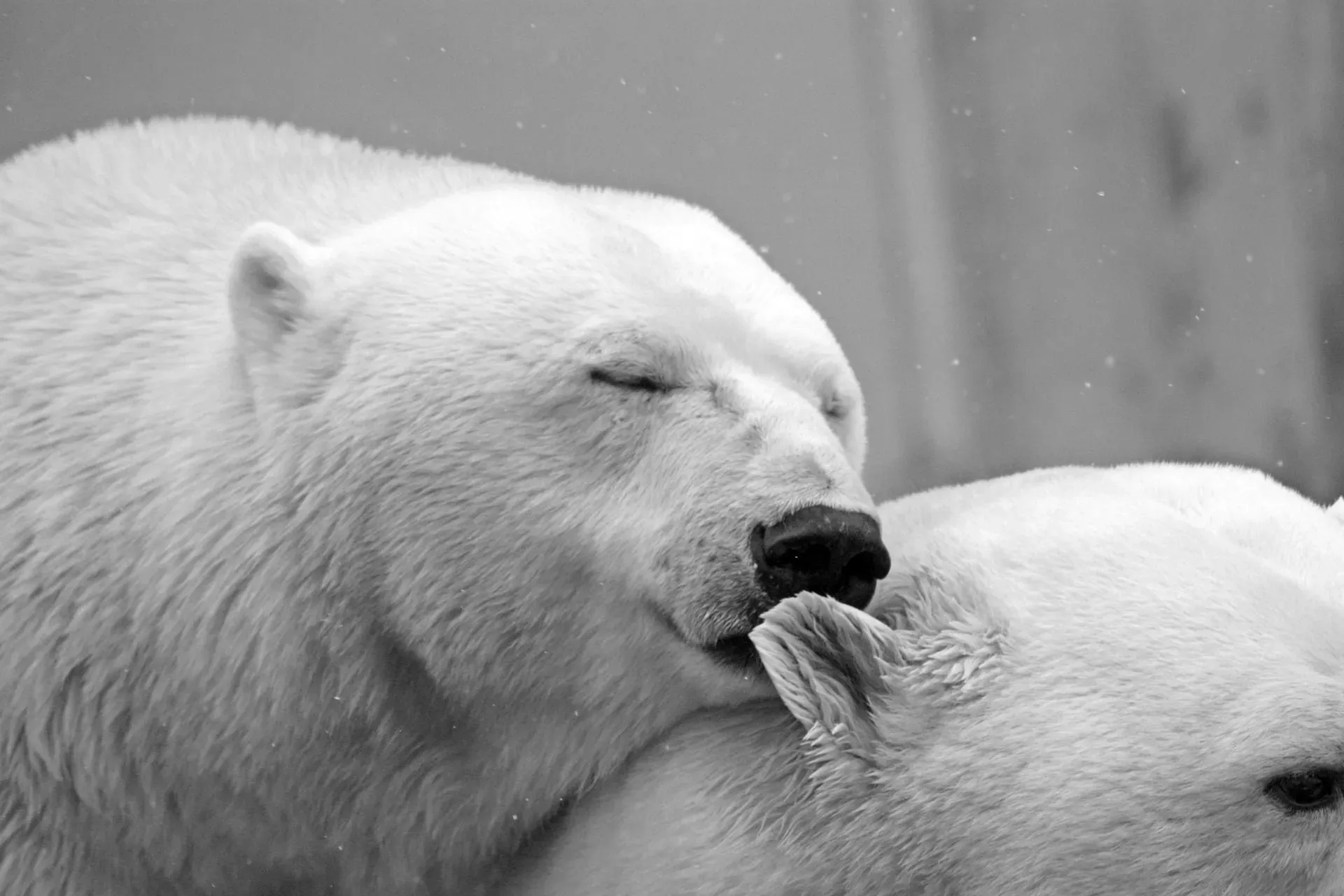 A polar bear, while swimming, usually preys on large animals like a seal, as their most favorite food includes bearded seals.