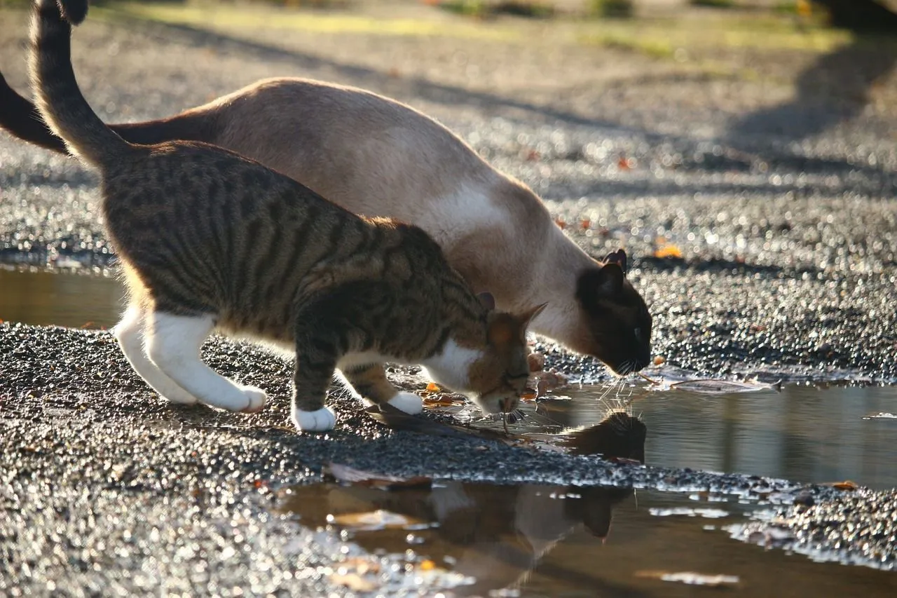How long can cats go without water? How can you keep your cat from becoming dehydrated?