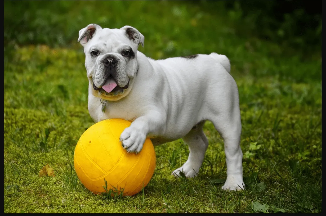 how old is the oldest english bulldog