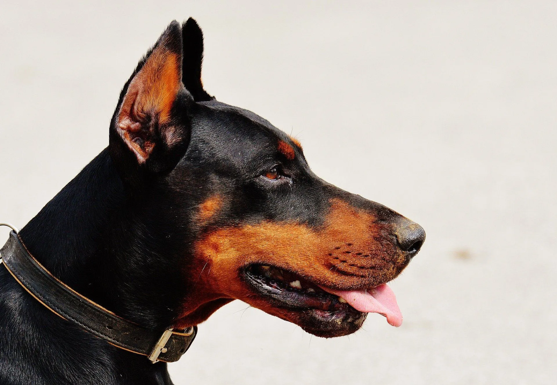 can dobermans live with small dogs