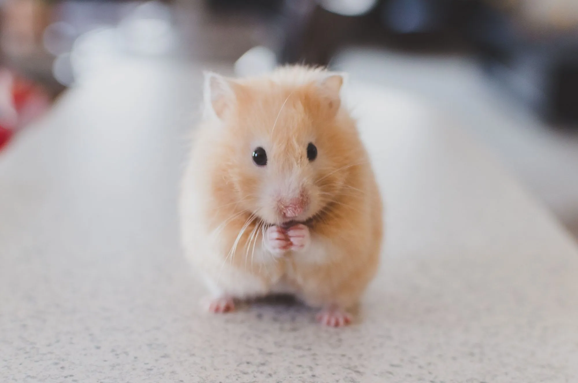Discover amazing facts on how long do dwarf hamsters live.