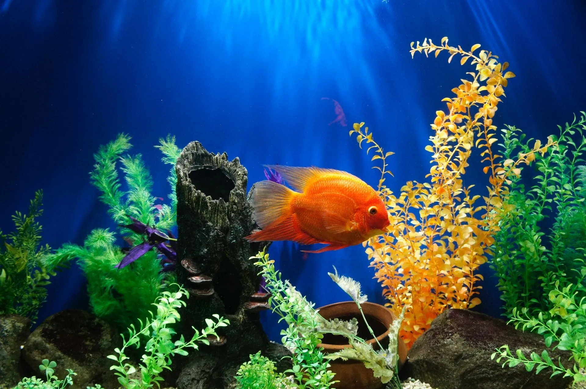 A fish tank filled with different aquatic plants and toys for your fish is important.