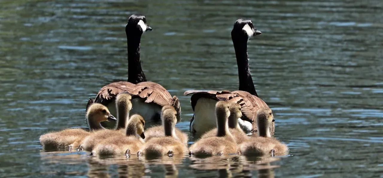 How long do geese live? Find out here and satiate your curiosity.