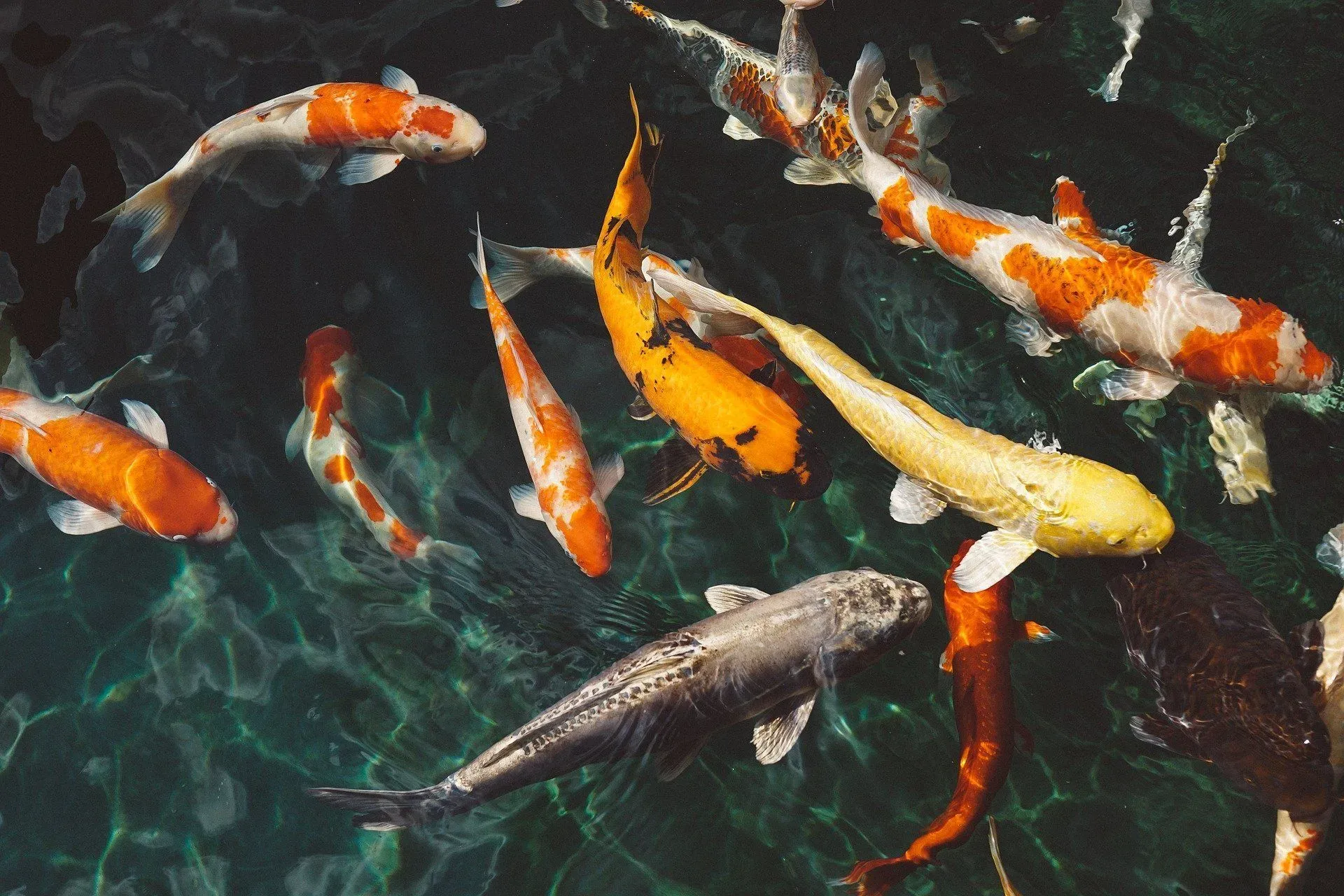 Most fish owners wonder about the answer to the question 'how long do koi fish live?'