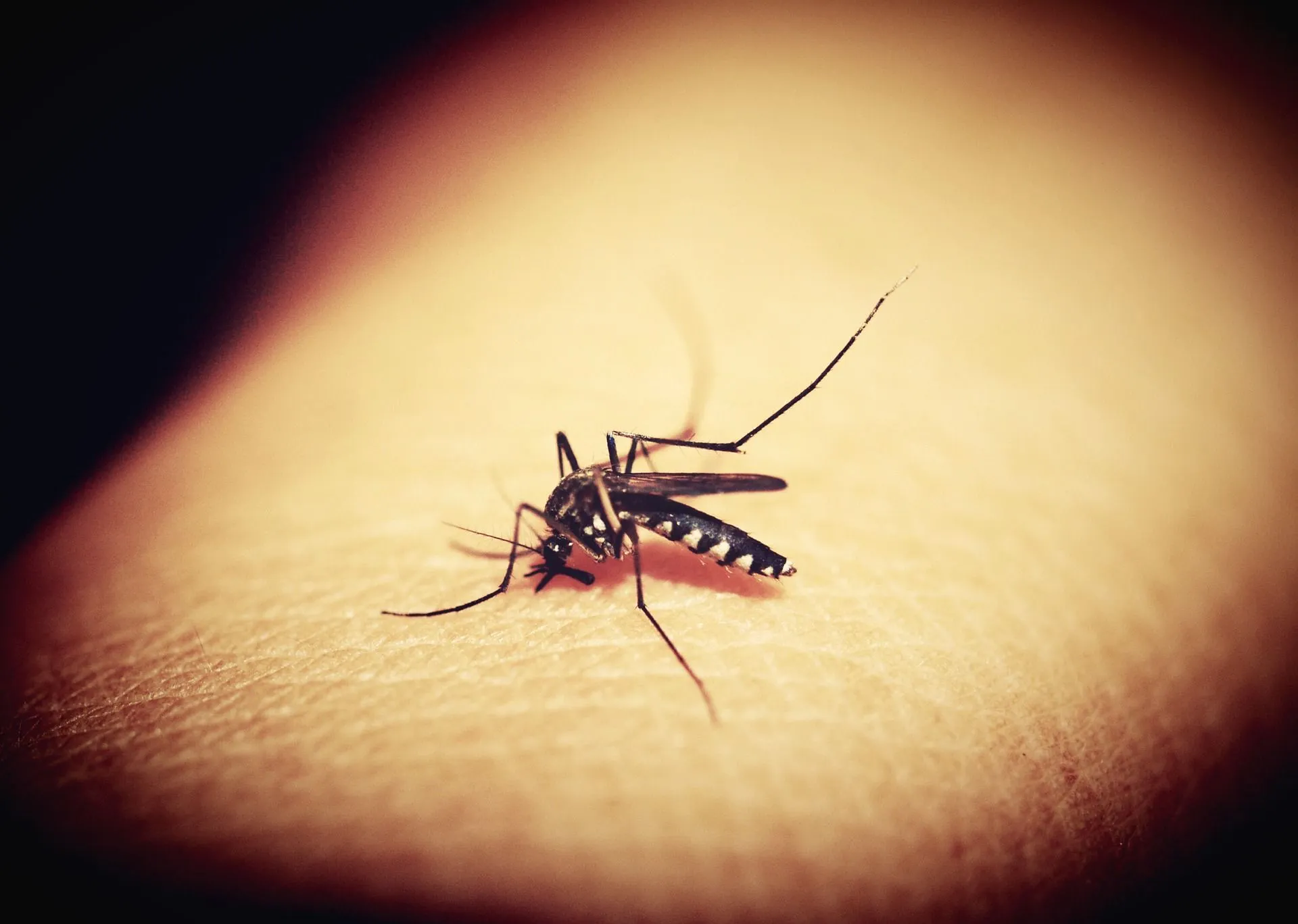 Mosquito is an insect that is most active during the rainy season and is found in puddles.