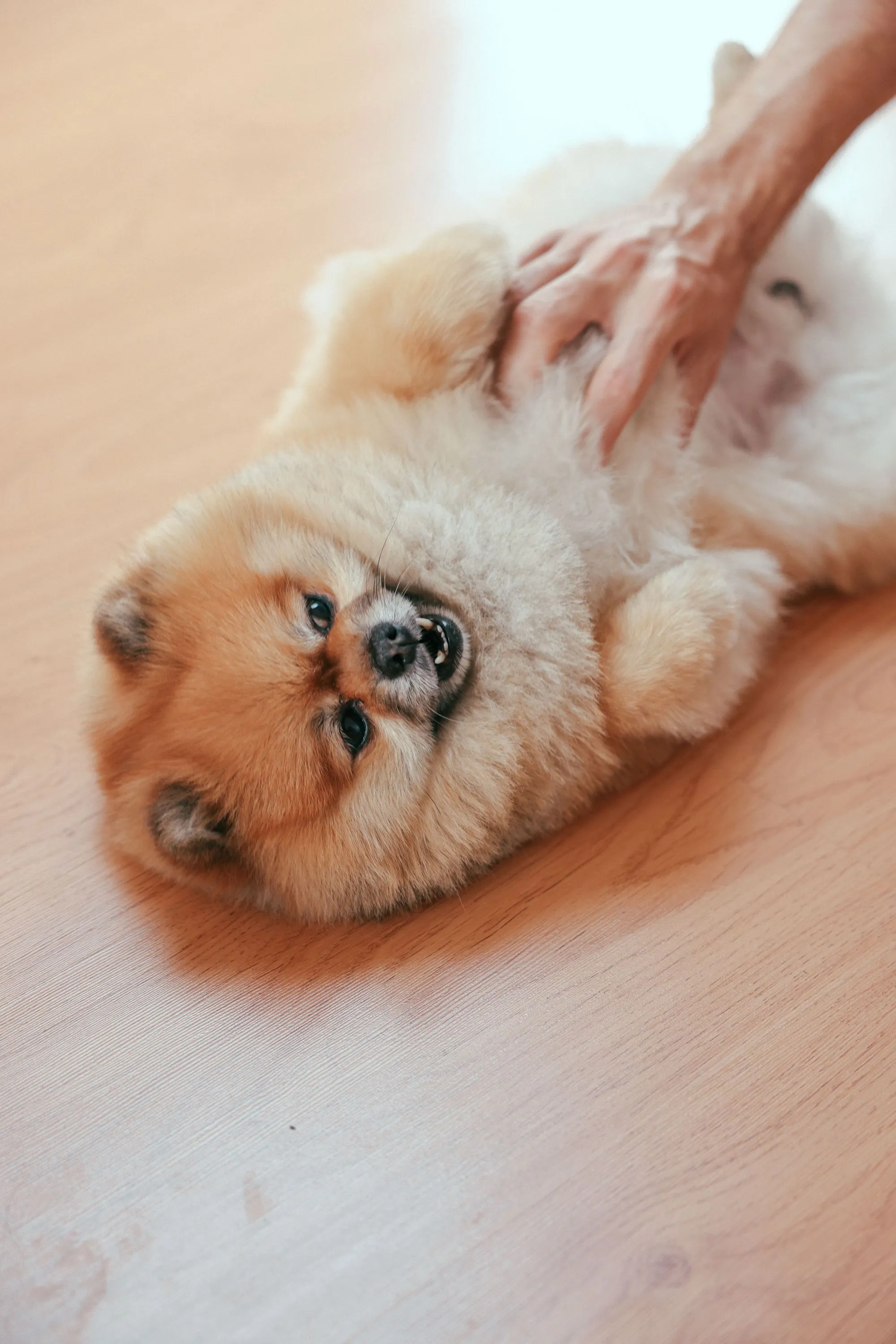 what do pomeranians die from