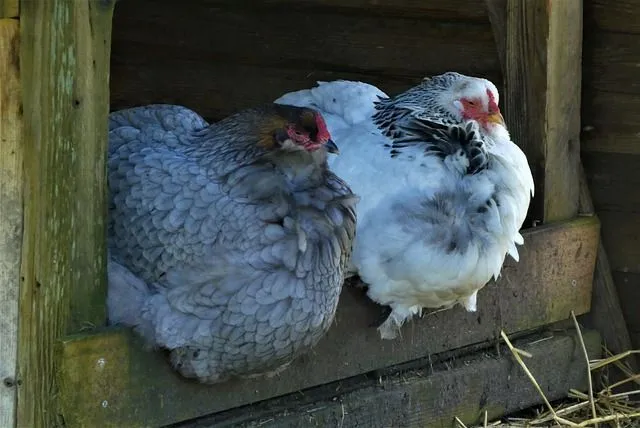 Fascinating Farmyard Facts: How Long Does A Chicken Live?