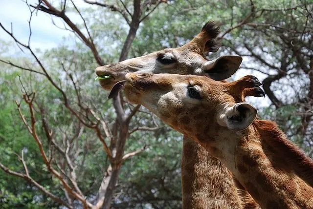 A female giraffe gives birth while standing up.